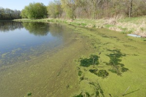 algae bloom